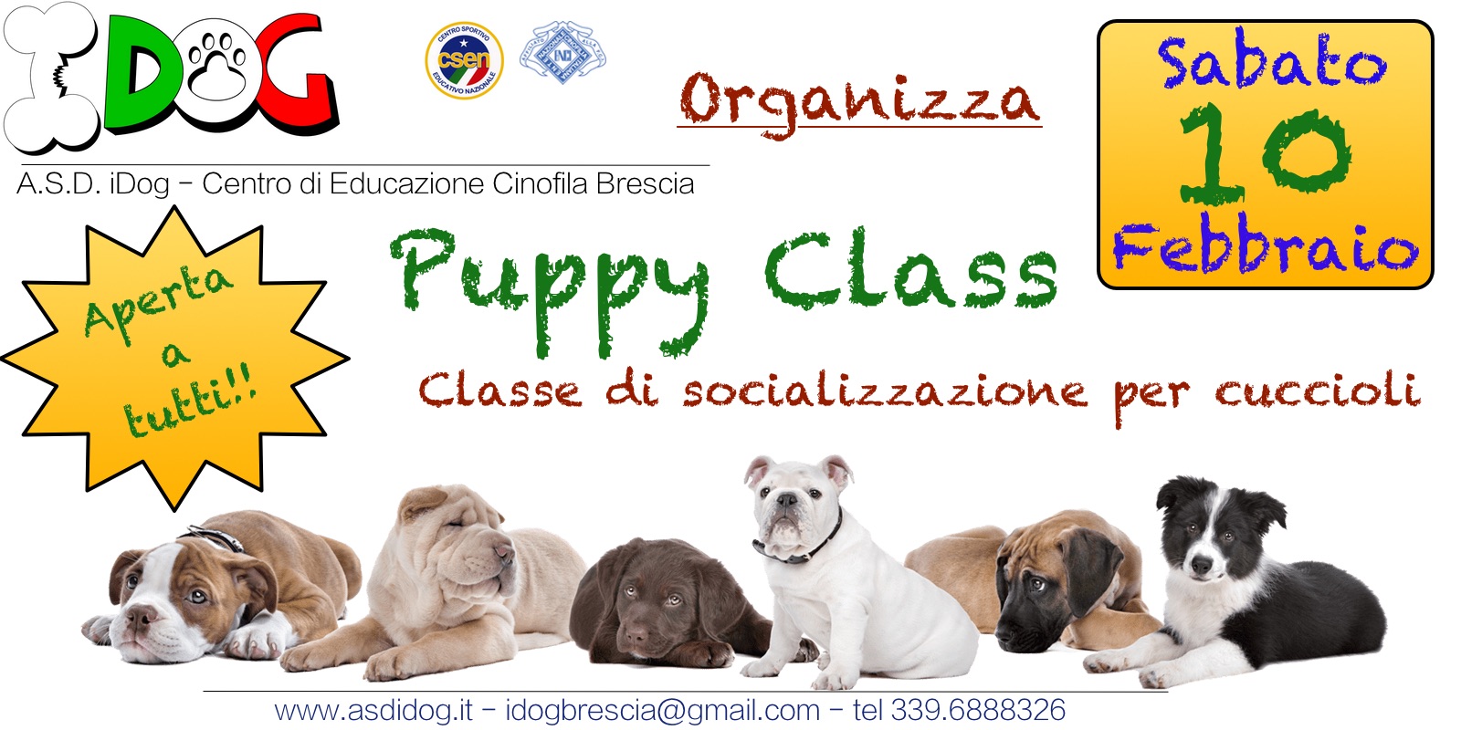 puppy class 2017